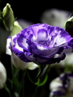ไลซิแอนทัส (Lisianthus) สีม่วงเข้มซ้อนแซมขาว / 50 เม็ด