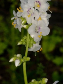 จาค็อบส์ แลดเดอร์ (Jacobs Ladder) สีขาว / 200 เม็ด (UK)