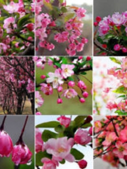 บีโกเนีย (Begonia) คละ / 100 เม็ด