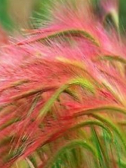 หญ้าหางหมาจิ้งจอก (Foxtail Barley) / 310 เม็ด (UK)