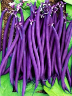 ถั่วแขกม่วง (Purple Bush Bean) / 40 เม็ด (นอก)