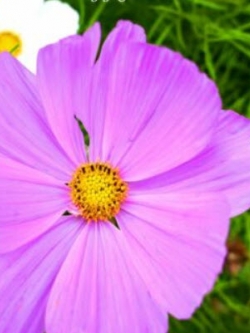 ดาวกระจาย เออลี่ เวก้า (Cosmos - Early Vega) / 100 เม็ด (UK)*