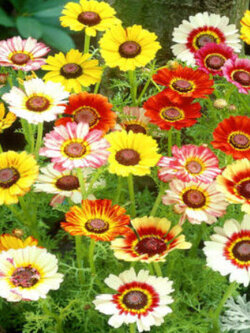 เพ้นท์ เดซี่ (Painted Daisy) คละ / 20 เม็ด (UK)