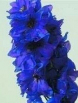 เดลฟิเนียม (Delphinium) สีน้ำเงิน / 25 เม็ด (UK)