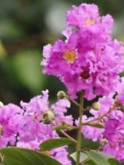 เมล็ดยี่เข่ง สีชมพู / 10 เม็ด (ไทย)