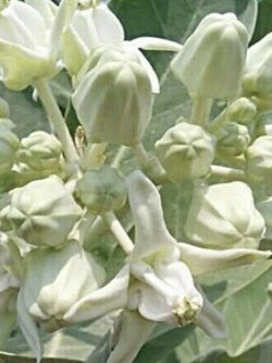 รัก (Crown Flower / Calotropis Gigantea) สีขาว / 15 เม็ด (Sri Lanka)*