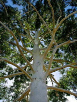 ยูคาลิปตัส แกรนดิส (Eucalyptus Grandis) / 6,000 เม็ด (Portugal)
