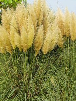 หญ้าภูเขา (pampas grass) สีเหลือง / 400 เม็ด (China)