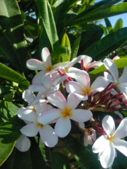 ต้นลีลาวดีแคระ Singapore Pink กระถาง 12 นิ้ว สูง 50 ซ.ม. ขึ้นไป / ต้น