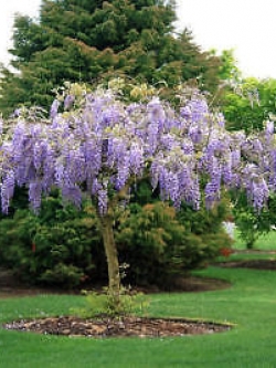 วิสทีเรียต้น (Wisteria tree) สีม่วง / 10 เม็ด (Australia)