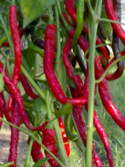 พริกอ่อนยักษ์ / 10 เม็ด