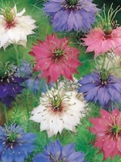 รักในสายหมอก (Love in a Mist - Ragged Lady) คละ / 600 เม็ด (Belgium)