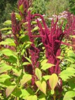 ควินัวแดง (Red Quinoa) / 100 เม็ด (USA)