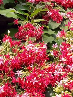 ต้นเล็บมือนาง (Rangoon Creeper) ขนาด M / ต้น