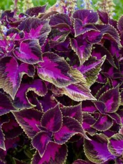 ฤาษีผสม แบล๊ค ดราก้อน (Black Dragon Coleus) / 25 เม็ด (UK)