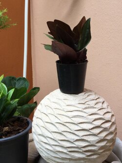 ต้นพลูแดงอินโด กระถาง 4 นิ้ว