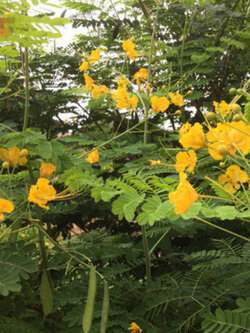 หางนกยูงไทย ดอกสีเหลือง / 30 เม็ด (P2S)