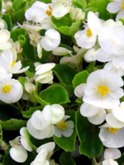 บิโกเนียใบมัน (Wax Begonia) สีขาว / 1,000 เม็ด (UK)