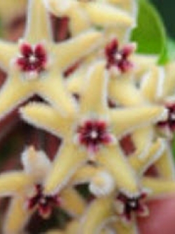 โฮย่า (Hoya) ดาวเหลือง / 300 เม็ด