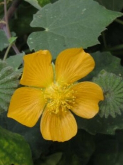 ครอบฟันสี หรือครอบจักรวาล (Country Mallow) / 100 เม็ด (India)