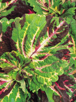 ฤาษีผสม (Kong Mosaic) / 10 เม็ด (UK)