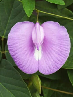 อัญชัน สีชมพู Clitoria ternatea Single Pink / 10 เม็ด (Sri Lanka)