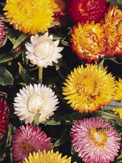 ดอกกระดาษ (Straw flower) คละ / 150 เม็ด (Australia)