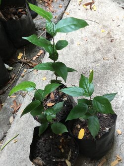 ต้นกล้าตะเคียนทอง เพาะเมล็ด ถุงดำ สูง 10-30 ซม.