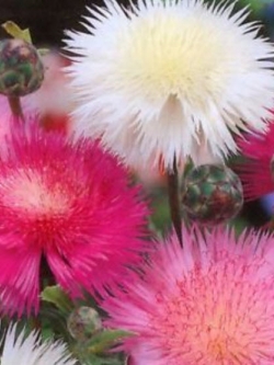 ประไหมสุหรี (Centaurea moshata imperials ) คละสี / ซอง 100 เม็ด (Ukraine)