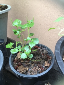 ต้นกระสัง (Krasang) กระถาง 6 นิ้ว