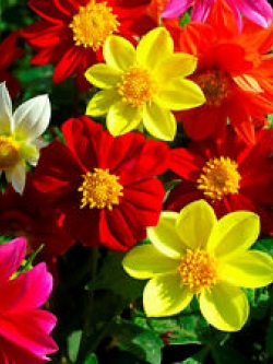 ดาห์เลีย (Dahlia) คละ / 130 เม็ด (UK)