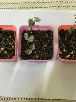 ต้นสายป่านดวงใจ (Ceropegia woodii) ใบเงิน / ต้น