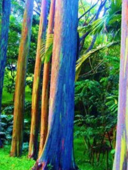 ยูคาลิปตัส แฟนซี (Eucalyptus deglupta) / 1,000 เม็ด (Portugal)