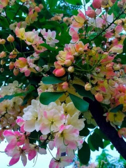 ต้นคูนสายรุ้ง รัตนพฤกษ์ กิ่งตอน สูง 100 ซ.ม.+ ต้นใหญ่ หายาก