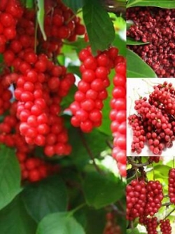 ชิแซนดร้า เบอรี่ (Schisandra berry) / 25 เม็ด (China)
