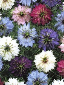 รักในสายหมอก (Love In A Mist - Miss Jekyll) ซ้อน คละ / 1,000 เม็ด (UK)