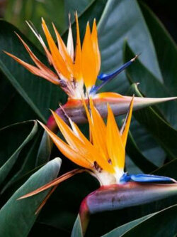 ปักษาสวรรค์ต้นเตี้ย (Dwarf Strelitzia) / 5 เม็ด (UK)