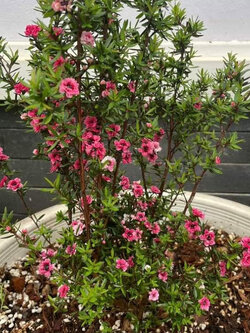 ต้นมานูก้า ดอกซ้อนสีแดง สูง 30-50 ซ.ม. สวยมากๆ