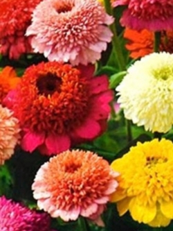 บานชื่นดอกใหญ่ซ้อน (Zinnia Skabiozotosvetnaya Smes) คละ / 100 เม็ด (Ukraine)