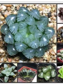 ฮาโวเทีย (Haworthia cooperi) คละ / 50 เม็ด