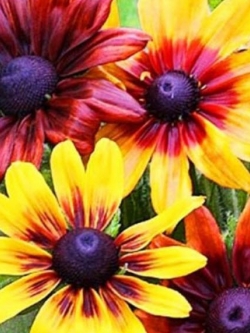 แววตา (Golden Coneflower) คละ / 1,000 เม็ด (UK)