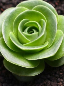 กรีโนเวีย (Greenovia) / 100 เม็ด