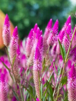 หงอนไก่ไทย สีชมพู / 500 เม็ด (P2S)