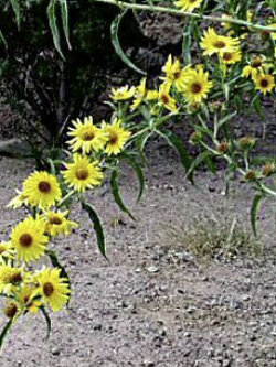 ทานตะวันแม็กซิมิเลียน (Maximilian Sunflower) / 100 เม็ด (UK)