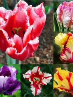 Parrot Tulip คละ / 100 เม็ด