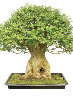 ยี่เข่งบอนไซ (Crepe Myrtle) / 10 เม็ด (UK)*