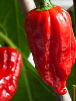 พริก Trinidad Moruga Scorpion / 100 เม็ด (จีน)