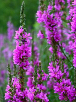 แองเจิ้ลไต้หวัน / เพอเพิ่ล ลูสสไตร้ฟ (Purple Loosestrife) / 11,500 เม็ด (UK) *