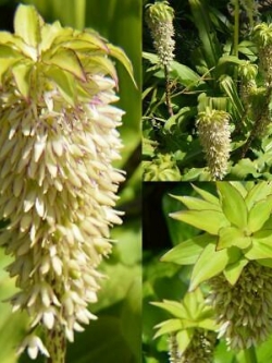 ลิลลี่สับปะรด (Pineapple Lily) / 50 เม็ด (นอก)