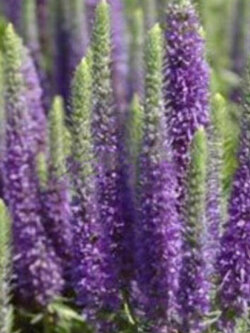 สปีดเวลล์ (Speedwell) คละ / 400 เม็ด